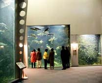 鮭魚的故鄉 千歲水族館 - 館內情景