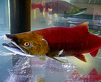 鮭魚的故鄉 千歲水族館 - 紅鮭