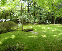 野宮神社 - 綠色地毯般的青苔庭園